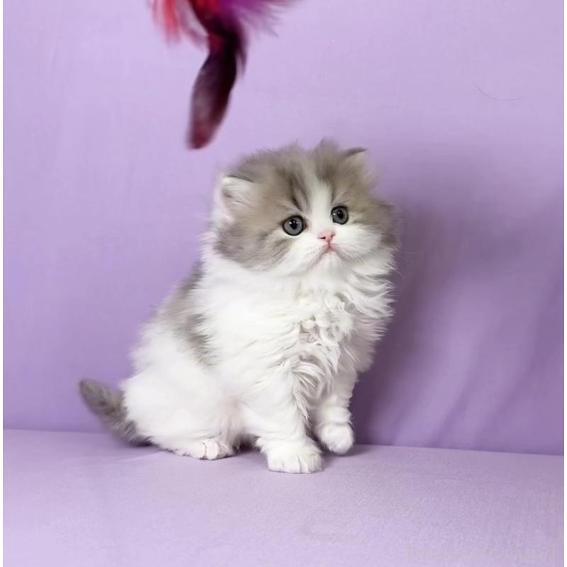 販売中の静岡県のミヌエット(短足)-138113の5枚目