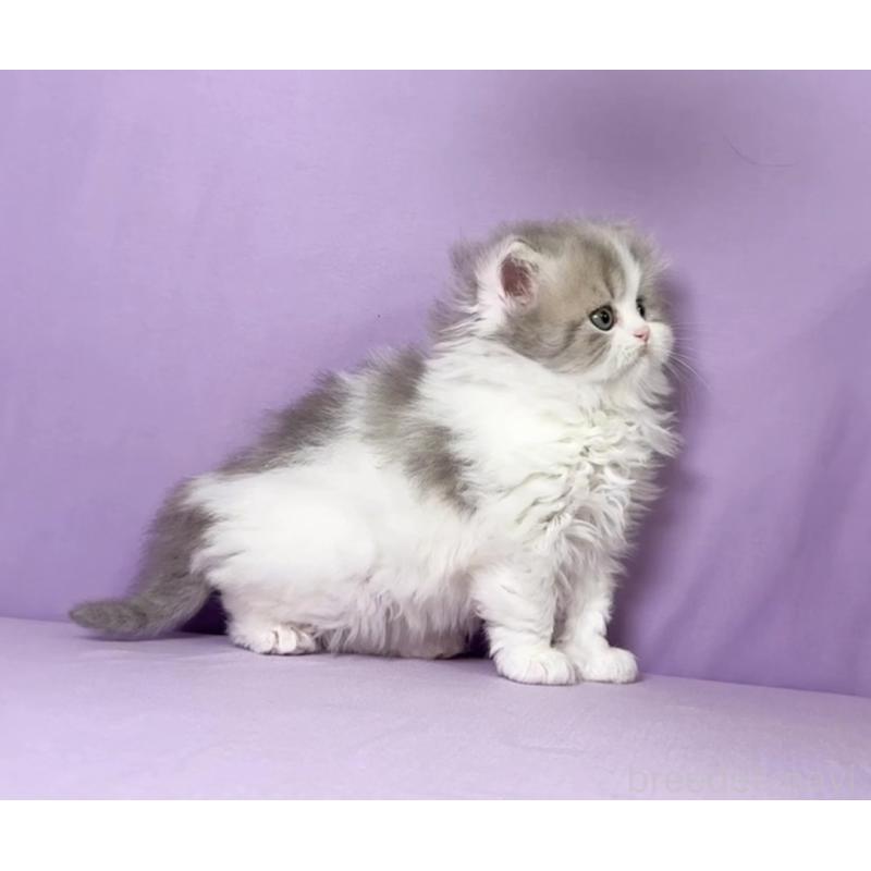 販売中の静岡県のミヌエット(短足)-138113の4枚目