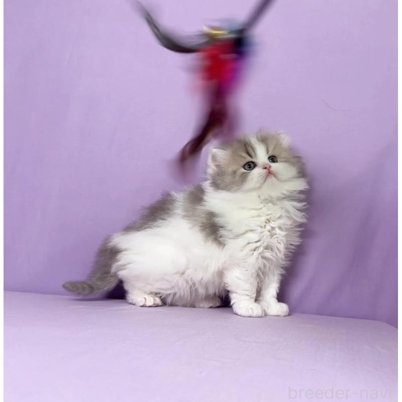 販売中の静岡県のミヌエット(短足)-138113の3枚目