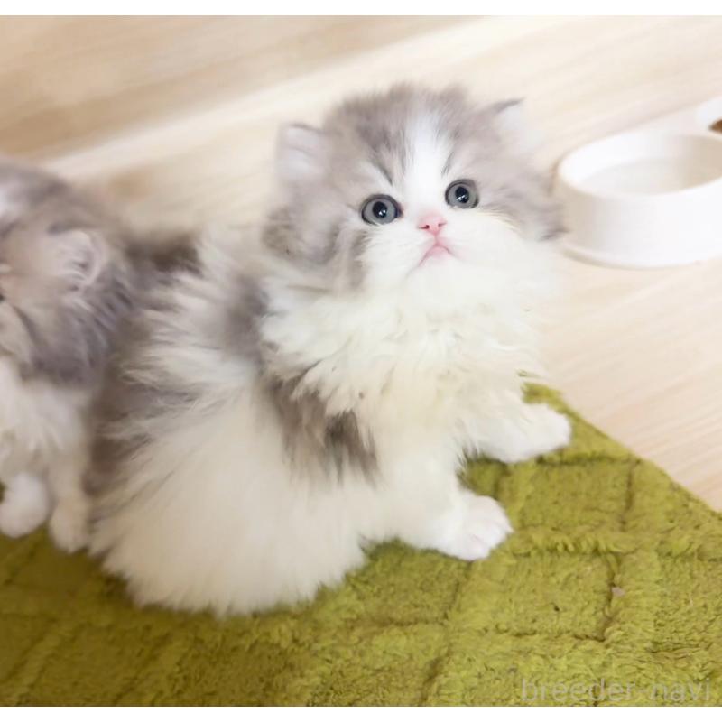 販売中の静岡県のミヌエット(短足)-138113の2枚目