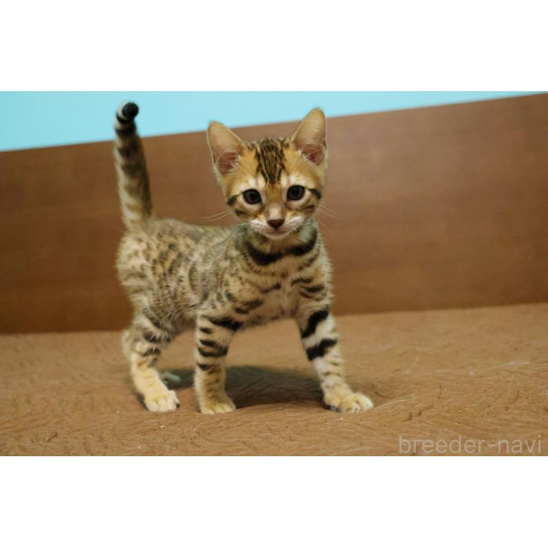 販売中の大阪府のベンガル-138114の8枚目