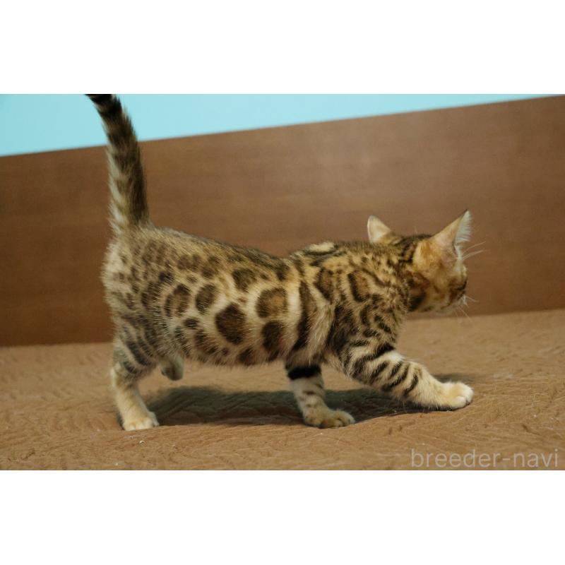 販売中の大阪府のベンガル-138114の7枚目