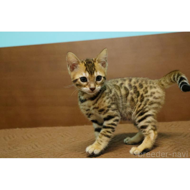 販売中の大阪府のベンガル-138114の6枚目