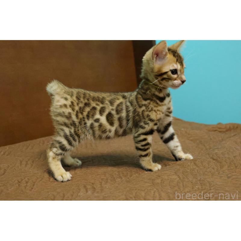 販売中の大阪府のベンガル-138114の5枚目