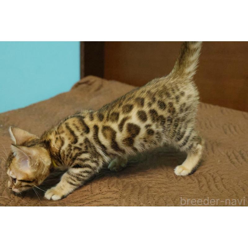 販売中の大阪府のベンガル-138114の4枚目