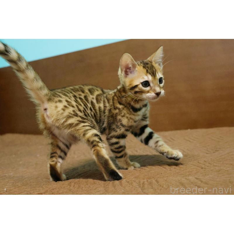 販売中の大阪府のベンガル-138114の3枚目