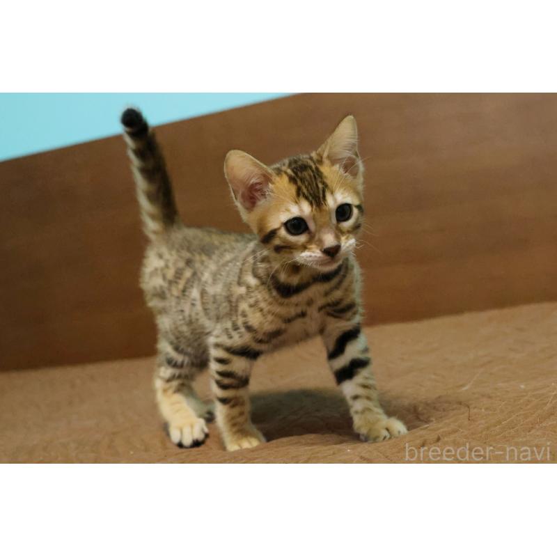 販売中の大阪府のベンガル-138114の2枚目