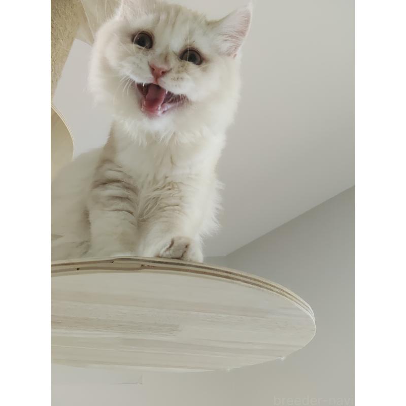 販売中の熊本県のミックス-130726の2枚目