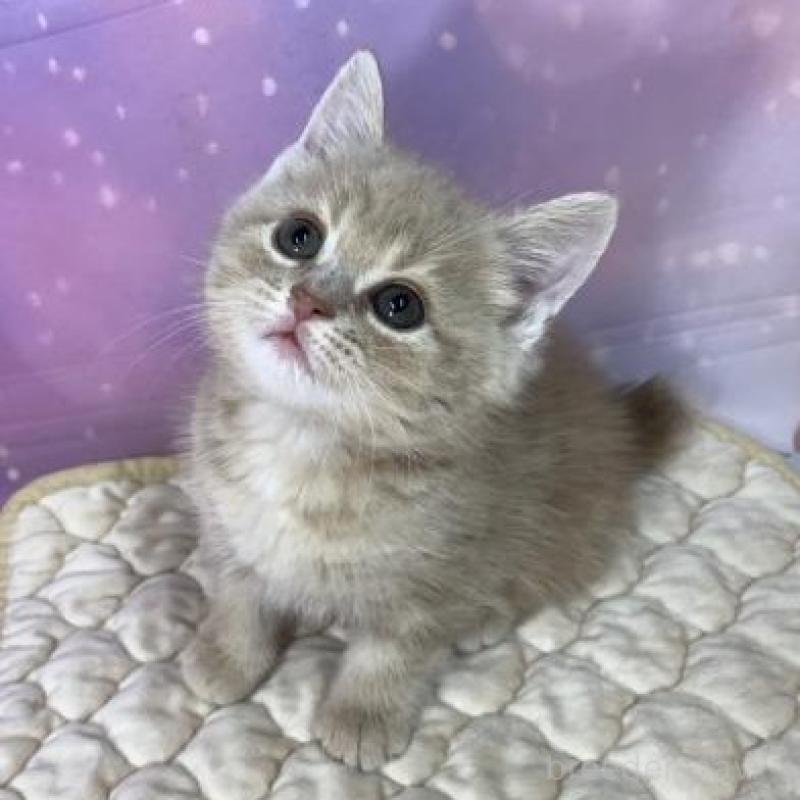 販売中の大阪府のスコティッシュフォールド-138115の6枚目