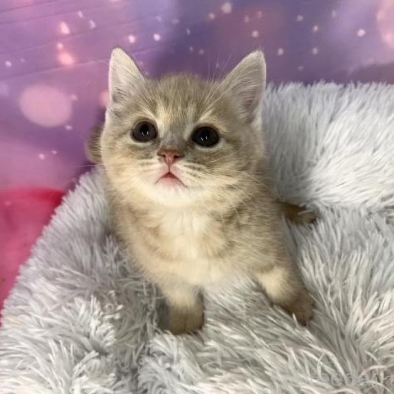 販売中の大阪府のスコティッシュフォールド-138115の5枚目