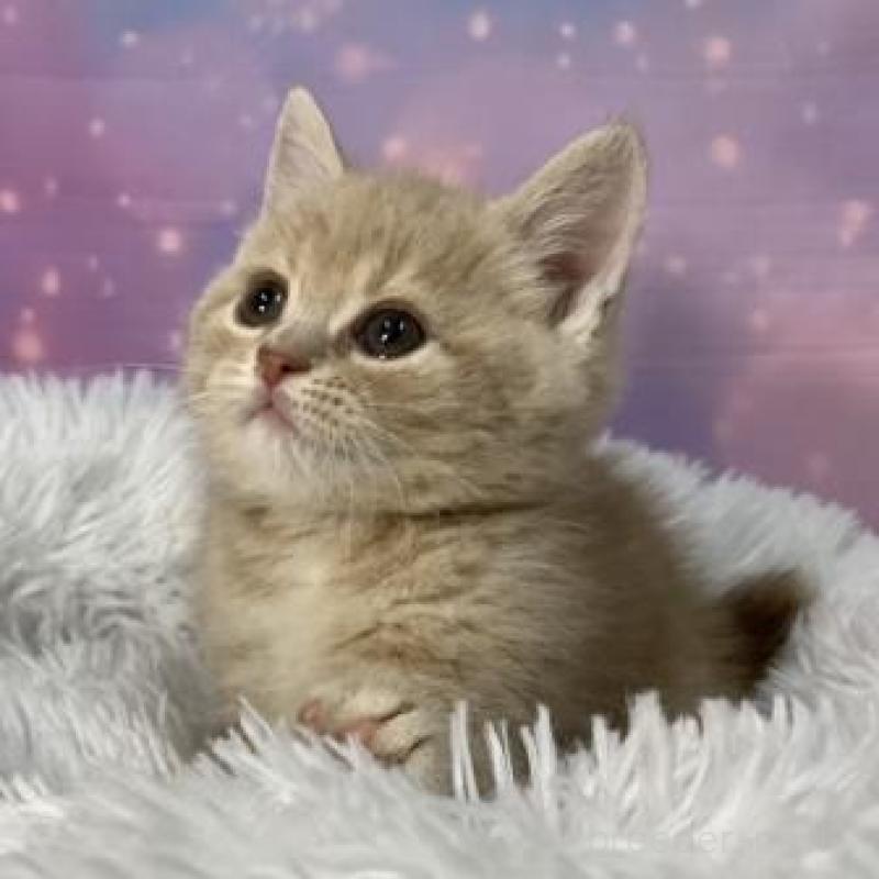 販売中の大阪府のスコティッシュフォールド-138115の4枚目