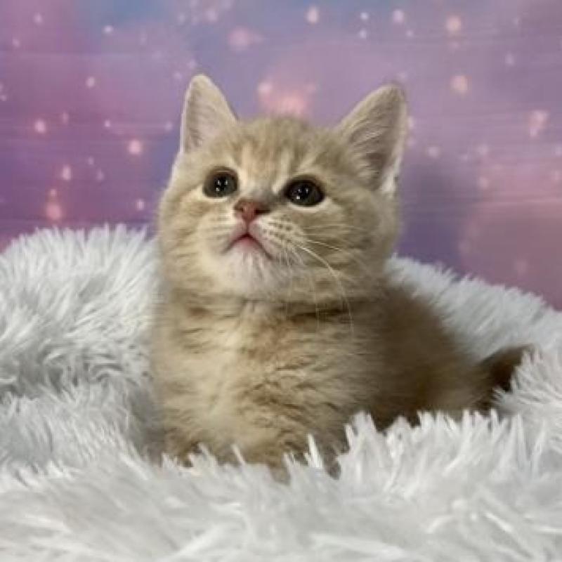 販売中の大阪府のスコティッシュフォールド-138115の3枚目