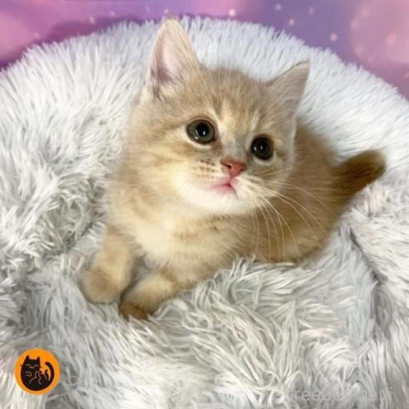 販売中の大阪府のスコティッシュフォールド-138115の1枚目