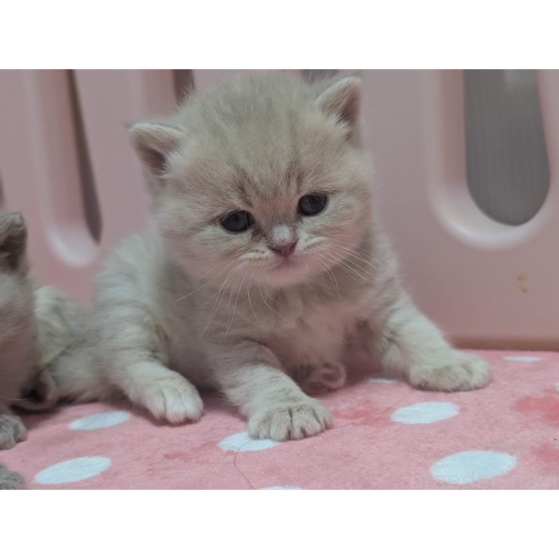 販売中の大阪府のブリティッシュショートヘア-138117の4枚目