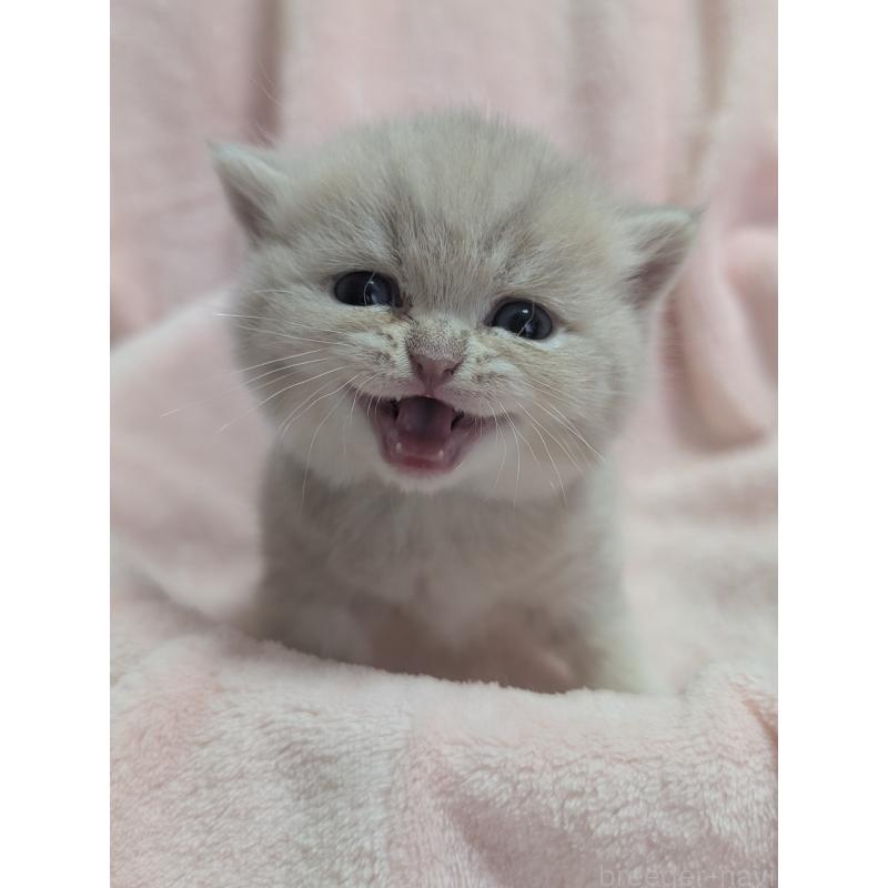 販売中の大阪府のブリティッシュショートヘア-138117の3枚目