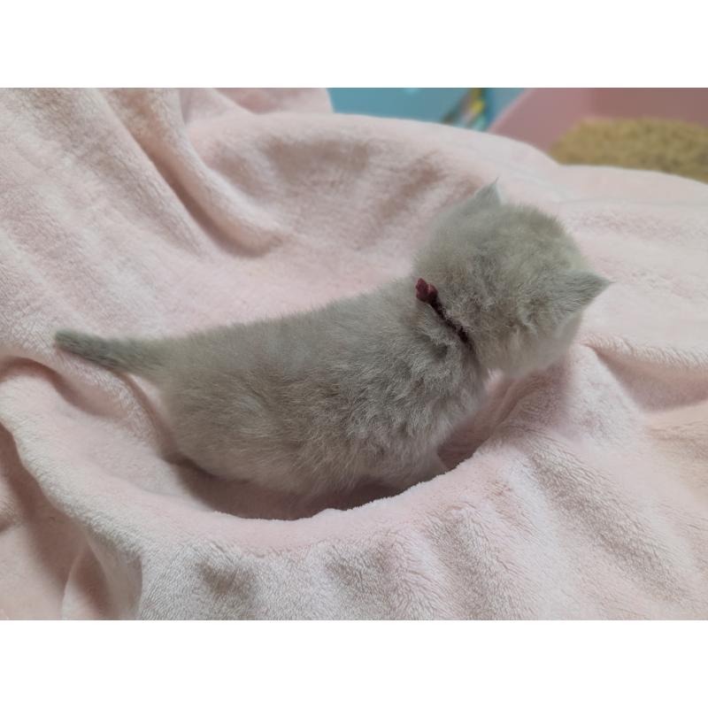 販売中の大阪府のブリティッシュショートヘア-138117の2枚目