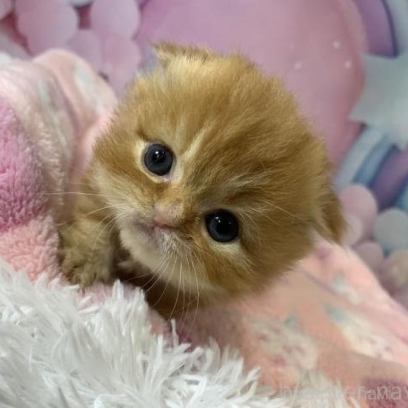 販売中の大阪府のスコティッシュフォールド(折れ耳)-138116の6枚目