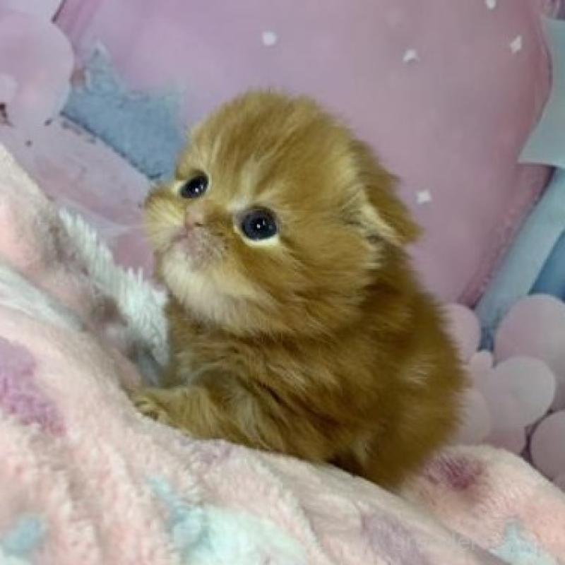 販売中の大阪府のスコティッシュフォールド(折れ耳)-138116の5枚目