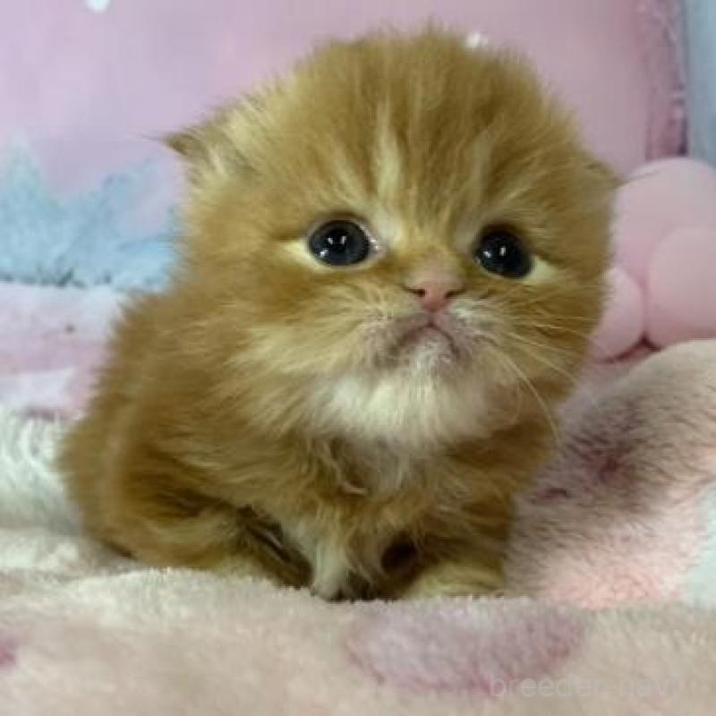 販売中の大阪府のスコティッシュフォールド(折れ耳)-138116の4枚目