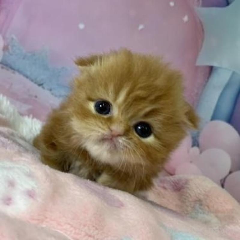 販売中の大阪府のスコティッシュフォールド(折れ耳)-138116の3枚目