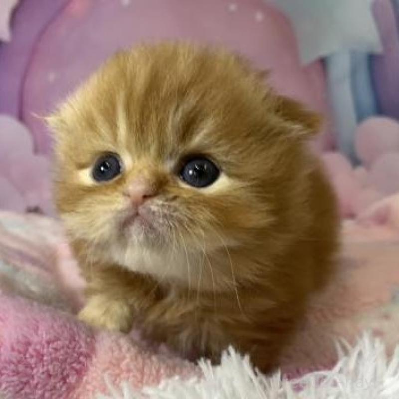 販売中の大阪府のスコティッシュフォールド(折れ耳)-138116の2枚目