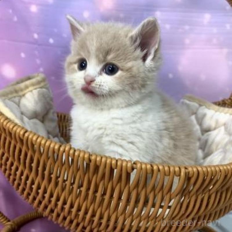 販売中の大阪府のスコティッシュフォールド-138118の6枚目