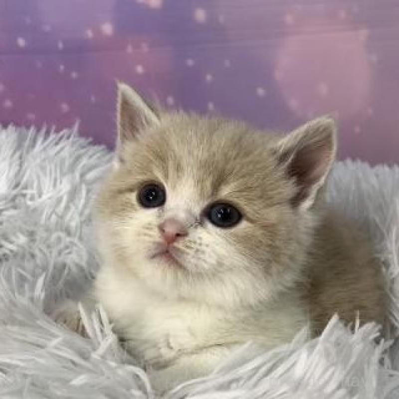 販売中の大阪府のスコティッシュフォールド-138118の5枚目