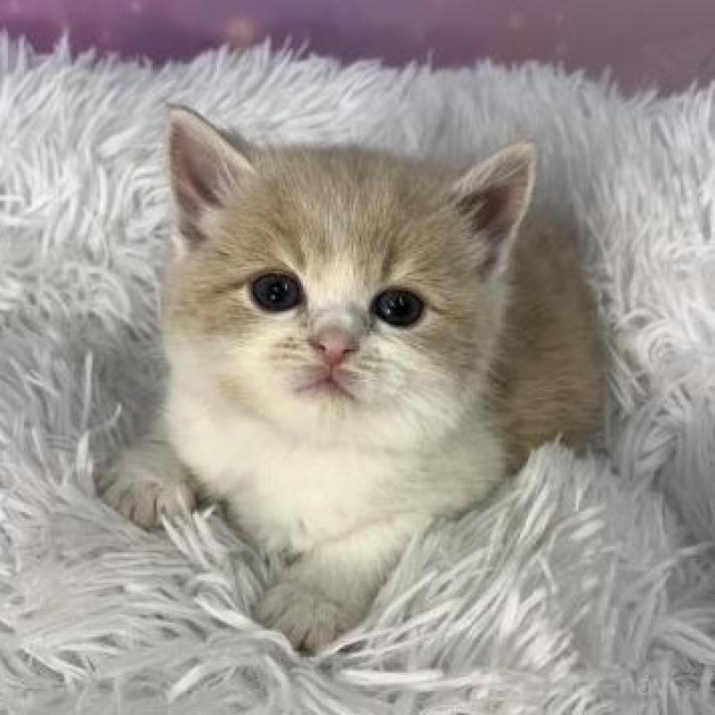 販売中の大阪府のスコティッシュフォールド-138118の4枚目