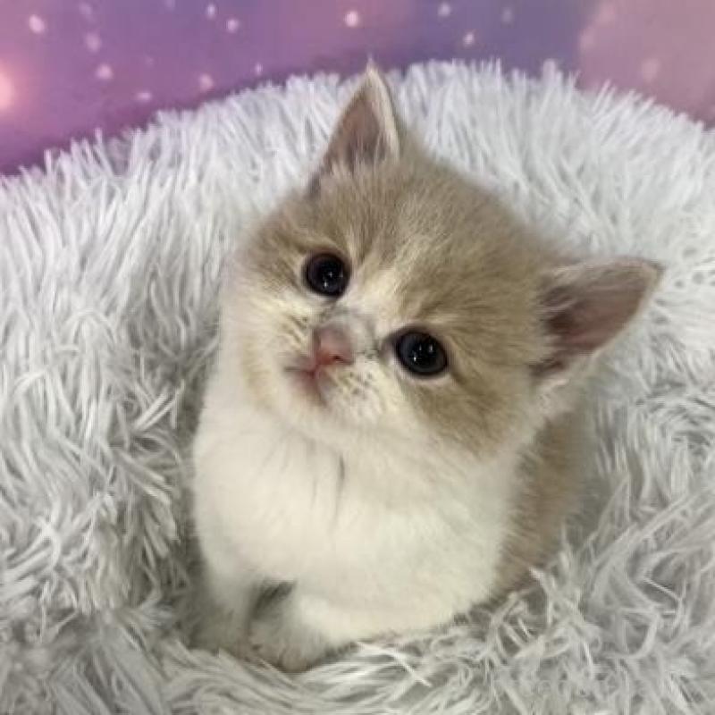 販売中の大阪府のスコティッシュフォールド-138118の3枚目