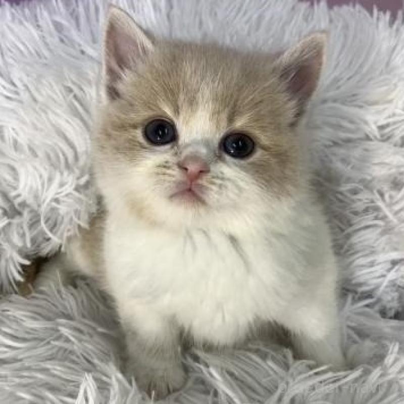 販売中の大阪府のスコティッシュフォールド-138118の2枚目