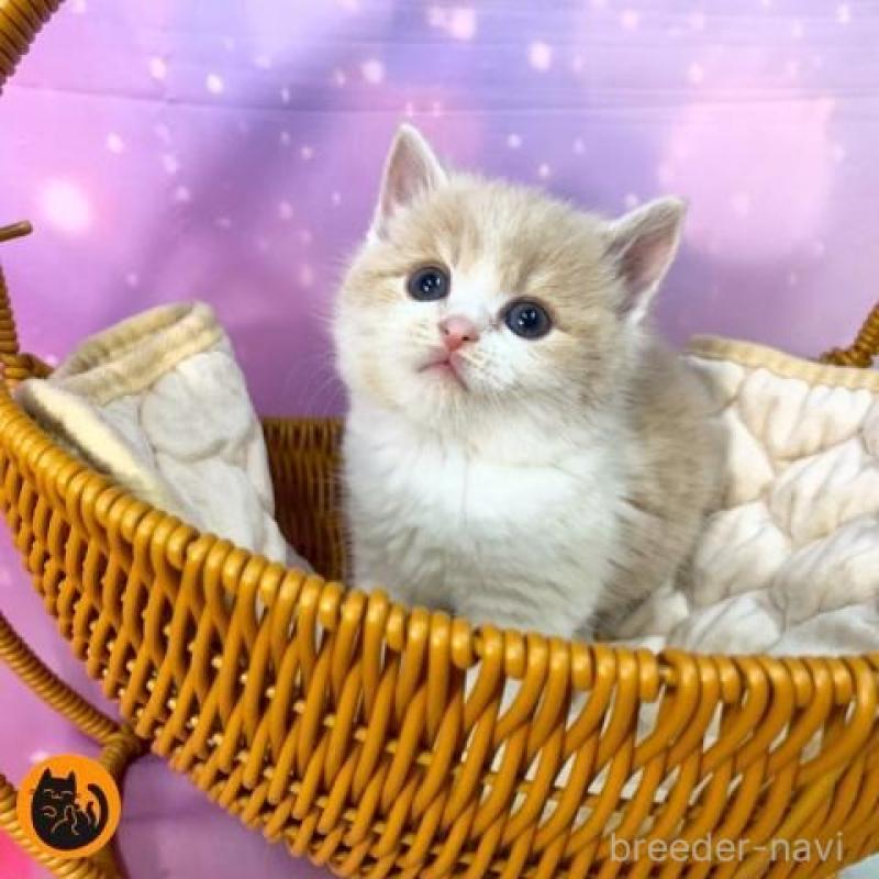 販売中の大阪府のスコティッシュフォールド-138118