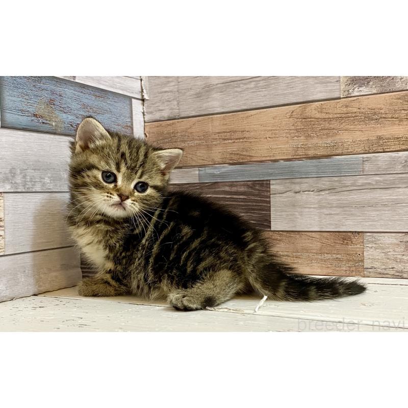 販売中の大阪府のミックス-138120の5枚目