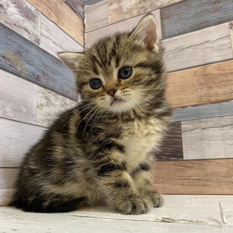 販売中の大阪府のミックス-138120の3枚目