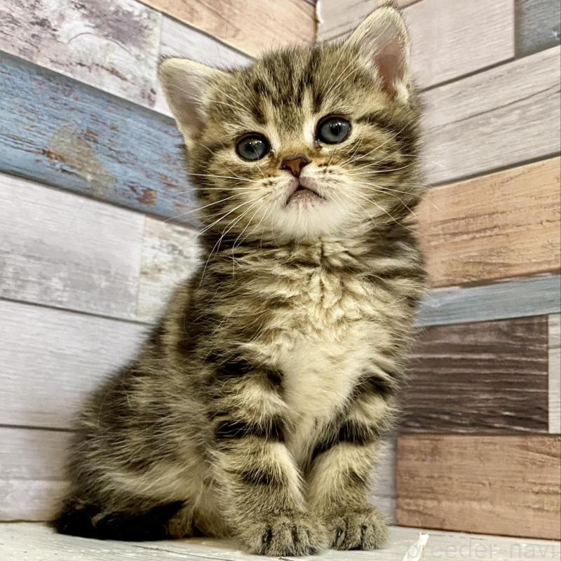 販売中の大阪府のミックス-138120