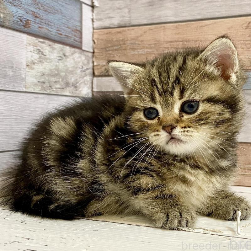 販売中の大阪府のミックス-138120の2枚目