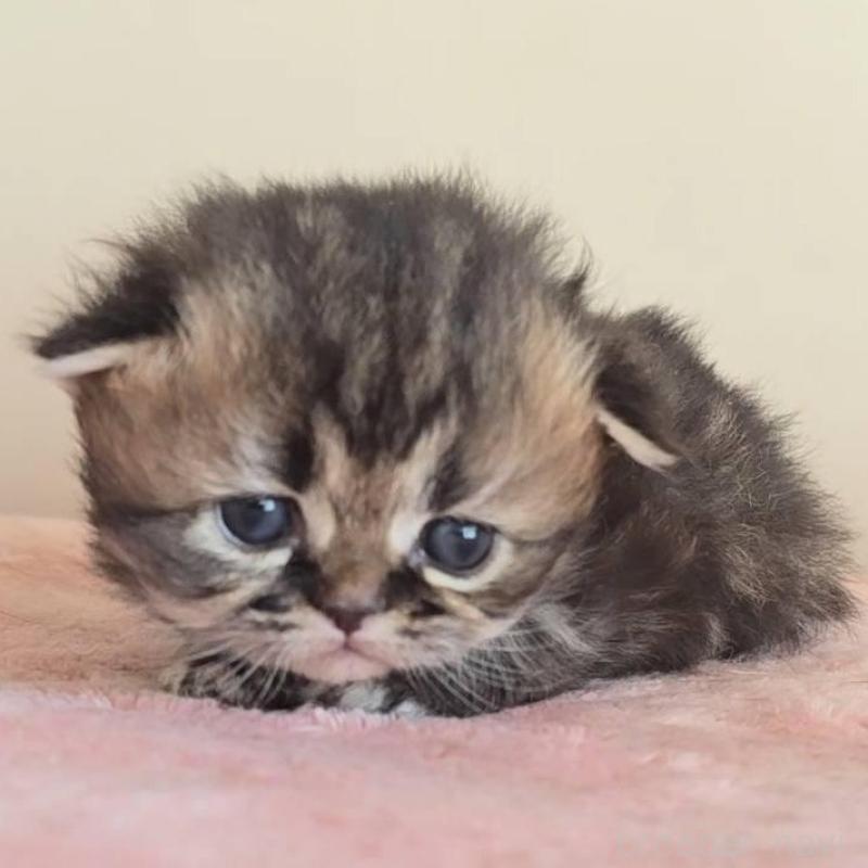 販売中の長野県のペルシャ(チンチラ)-138121