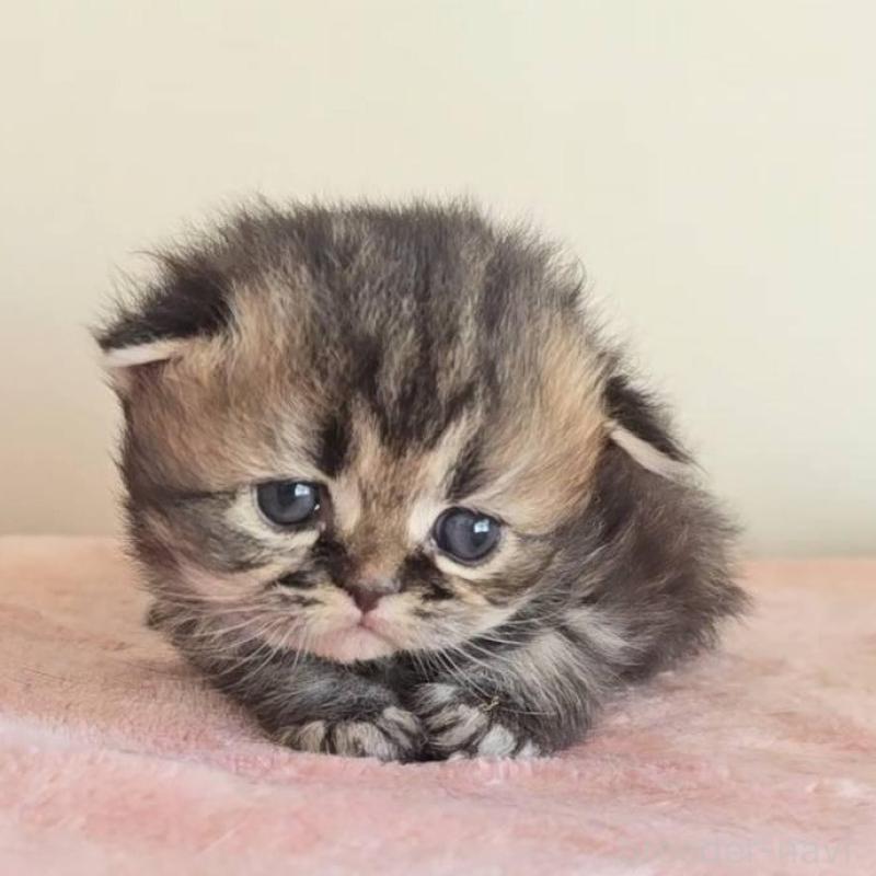 販売中の長野県のペルシャ(チンチラ)-138121の5枚目