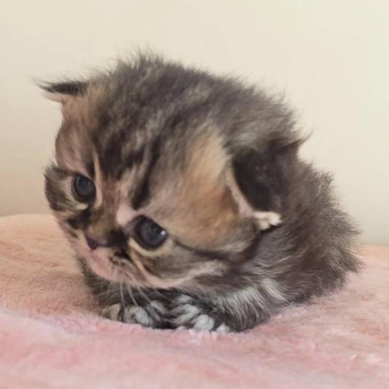 販売中の長野県のペルシャ(チンチラ)-138121の4枚目