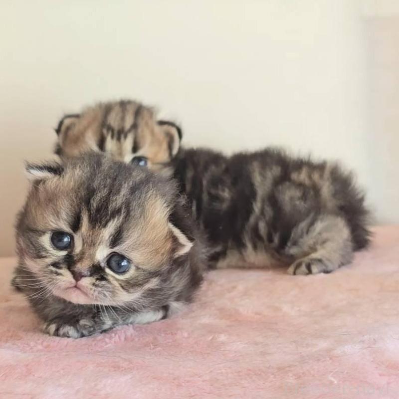 販売中の長野県のペルシャ(チンチラ)-138121の3枚目