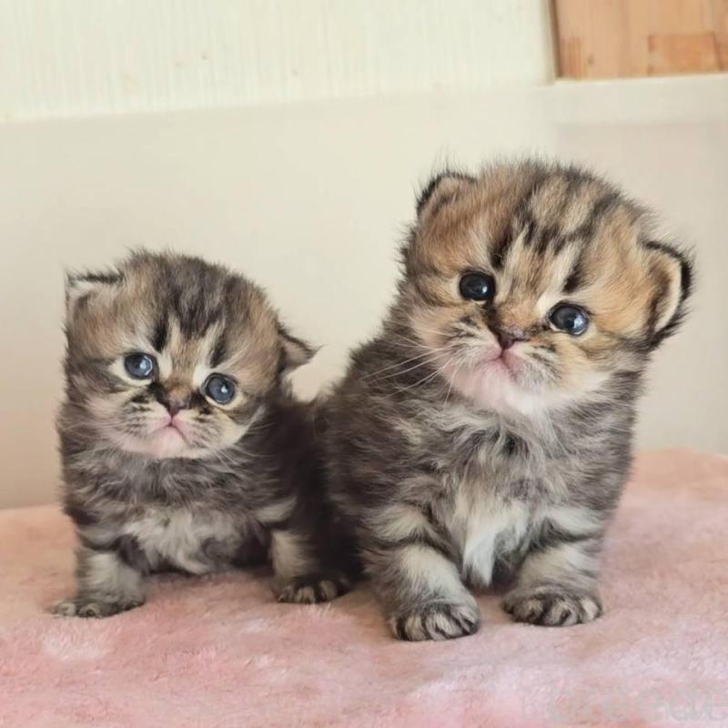 販売中の長野県のペルシャ(チンチラ)-138121の2枚目