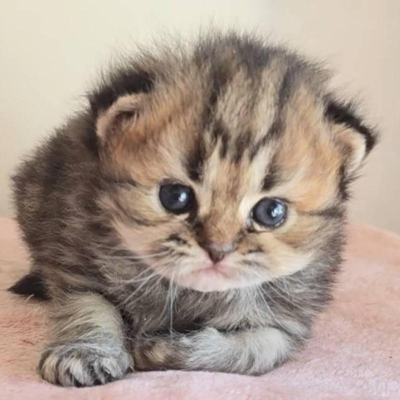 販売中の長野県のペルシャ(チンチラ)-138122