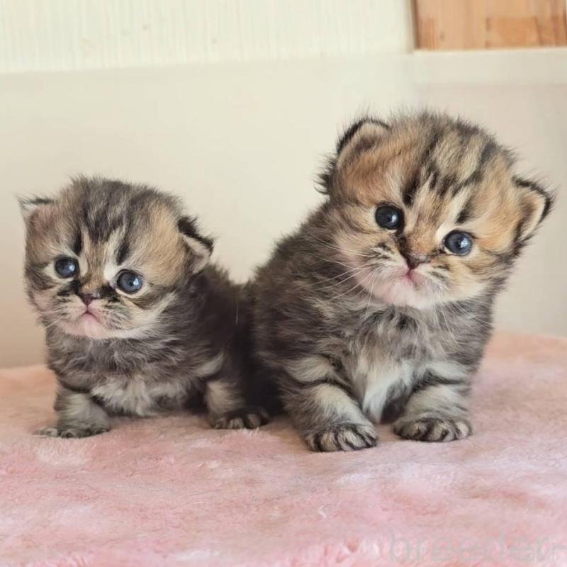 販売中の長野県のペルシャ(チンチラ)-138122の5枚目