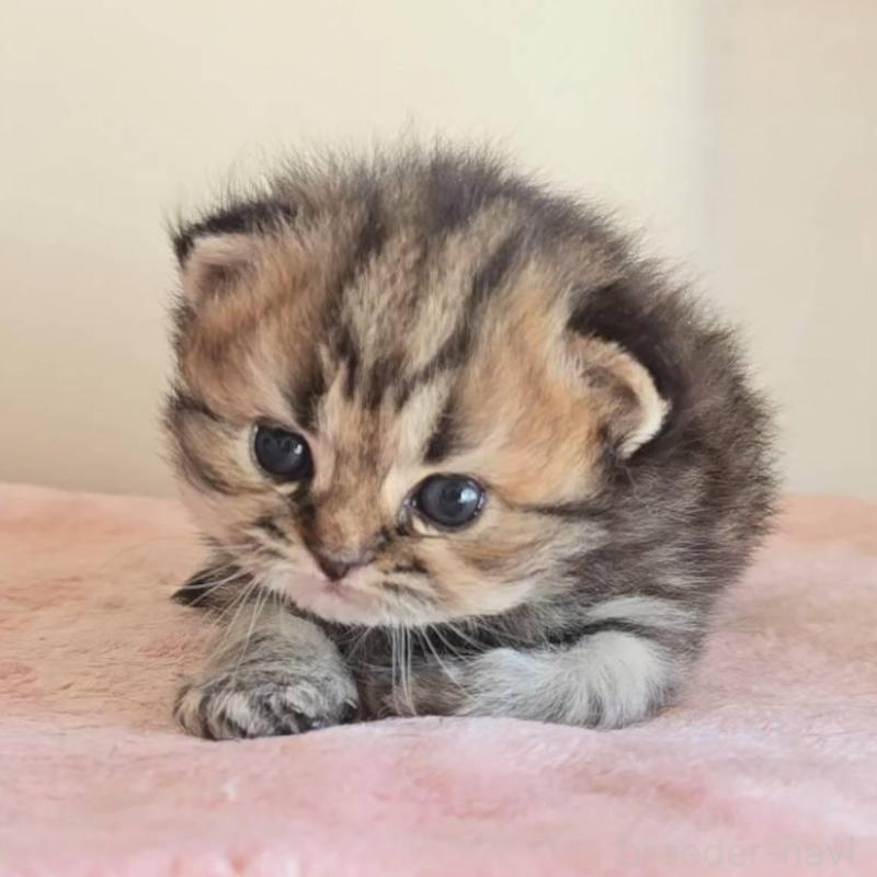 販売中の長野県のペルシャ(チンチラ)-138122の4枚目