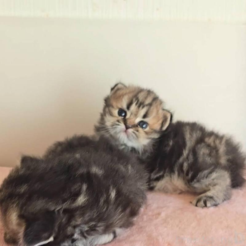 販売中の長野県のペルシャ(チンチラ)-138122の3枚目