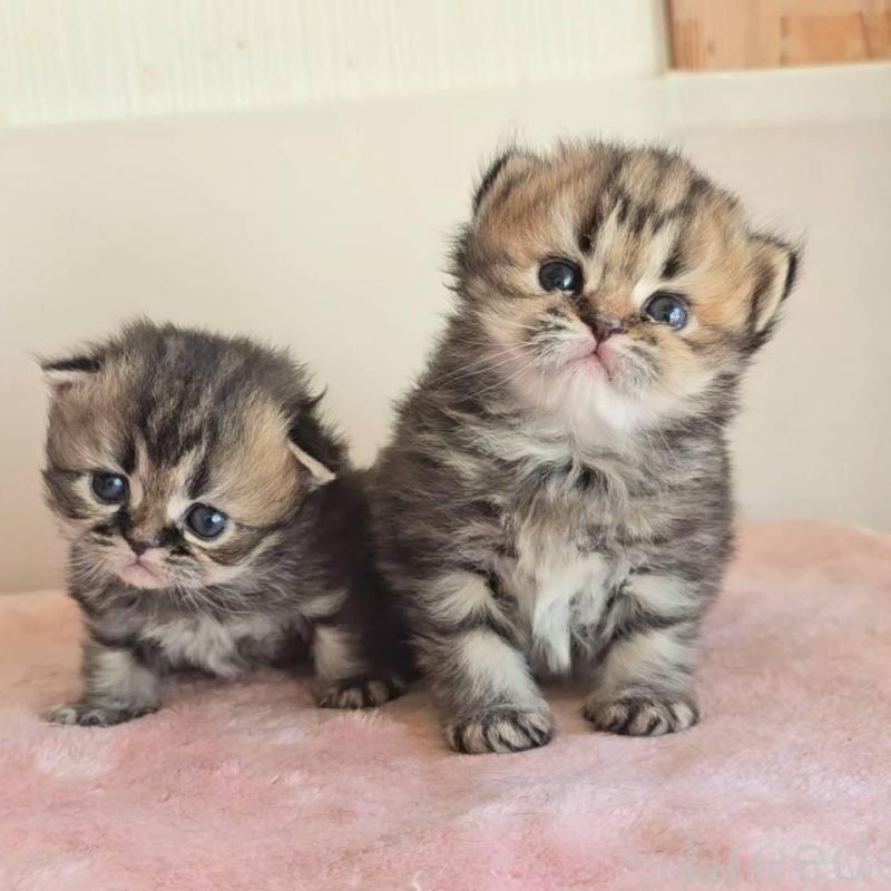 販売中の長野県のペルシャ(チンチラ)-138122の2枚目