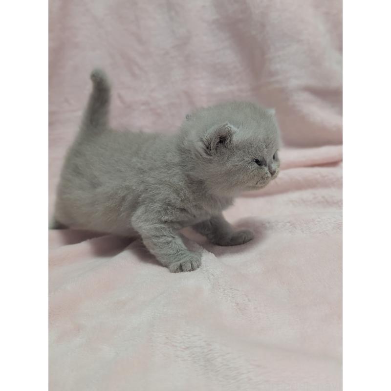 販売中の大阪府のブリティッシュショートヘア-138123の3枚目