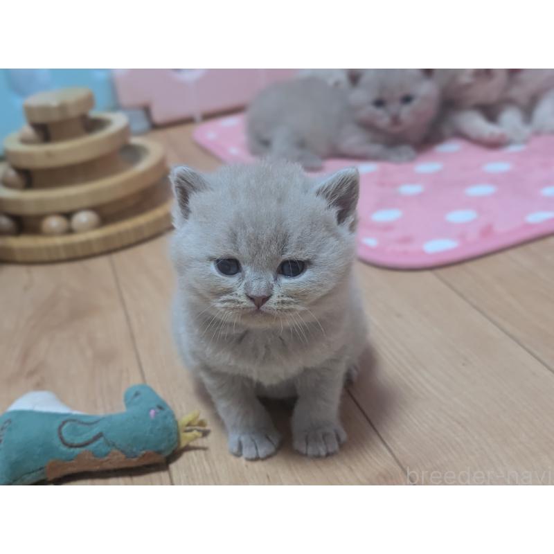 販売中の大阪府のブリティッシュショートヘア-138123の2枚目