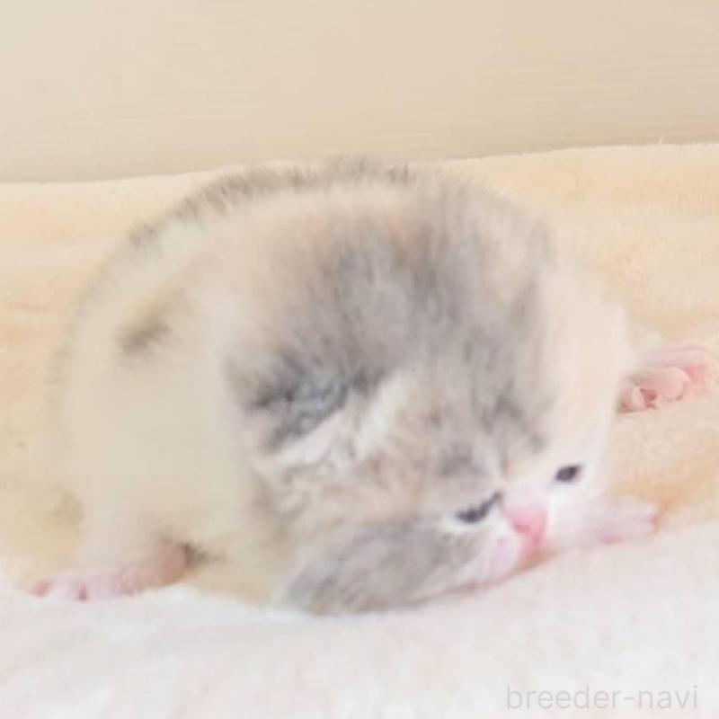 販売中の長野県のエキゾチックショートヘア-138124の5枚目