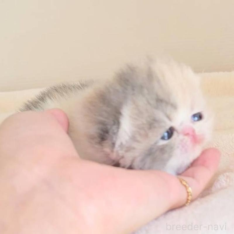 販売中の長野県のエキゾチックショートヘア-138124の4枚目