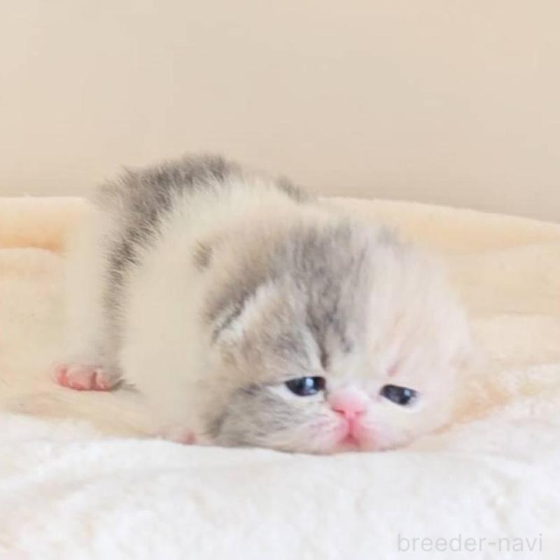 販売中の長野県のエキゾチックショートヘア-138124の3枚目